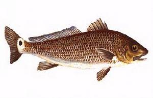 石首魚科 石首魚科