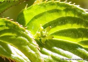 台灣青莢葉 台灣青莢葉