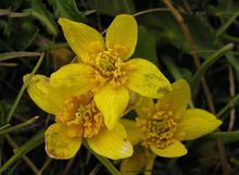 三角葉驢蹄草（變種）