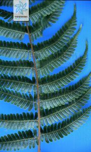 西亞桫欏 西亞桫欏