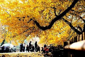 錢沖村銀杏秋色