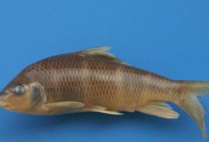 長鰭光唇魚 長鰭光唇魚