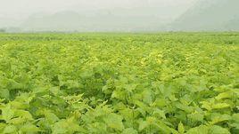 蠶專4號 蠶專4號