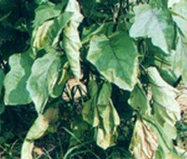 茄子青枯病 茄子青枯病