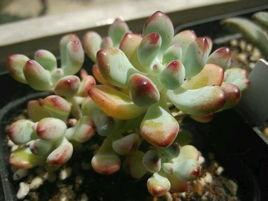 漫畫湯姆 漫畫湯姆