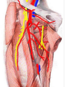 股動脈