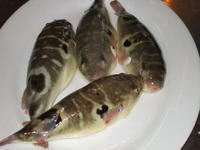 河豚亞科 河豚亞科