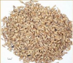 麥芽提取物 麥芽提取物