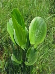 卷柱頭苔草 卷柱頭苔草