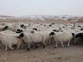 蘇尼特羊 蘇尼特羊