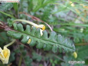 中國馬先蒿 中國馬先蒿