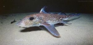 非洲長鼻銀鮫 非洲長鼻銀鮫