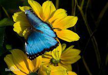 butterfly[蝴蝶的英文表述]