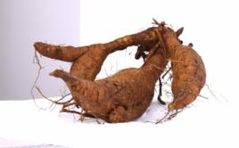 榕江葛根 榕江葛根