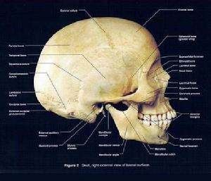 顱骨側面觀 顱骨側面觀