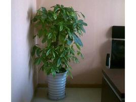 家居植物 家居植物