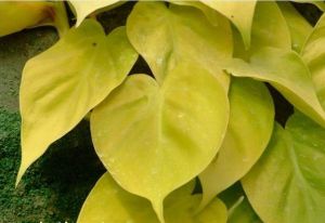 黃金葛類植物 黃金葛類植物