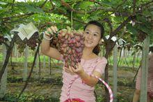 天馬鎮[四川都江堰市天馬鎮]