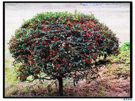 紅果樹