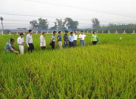 廣西農科院水稻所 廣西農科院水稻所