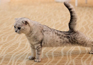 貓病毒性鼻氣管炎