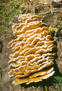 紅頰擬層孔菌 紅頰擬層孔菌