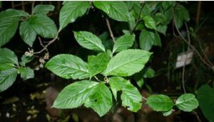 河口水東哥(新變種) 河口水東哥(新變種)