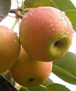 大南果梨 大南果梨