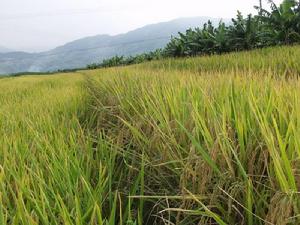 孟連村水稻種植業