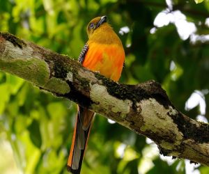 橙胸咬鵑