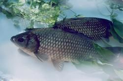 彭澤鯽魚 彭澤鯽魚