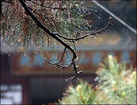 小雨淅瀝瀝 小雨淅瀝瀝