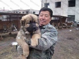 肉狗養殖 肉狗養殖