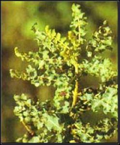 阿拉伯乳香 阿拉伯乳香