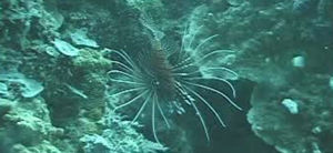 博氏孔鯒 博氏孔鯒