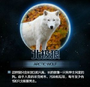 北極狼