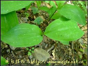 （圖）德國鈴蘭