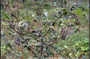 綴葉叢螟為害狀（楓香）