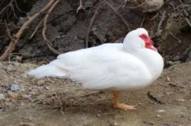 永春白番鴨 永春白番鴨