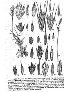 善變鵝觀草 善變鵝觀草