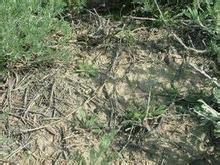 沙漠絹蒿 沙漠絹蒿