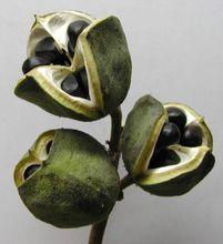 文冠果的果及種子形態