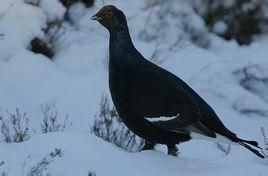 黑琴雞東北亞種 黑琴雞東北亞種