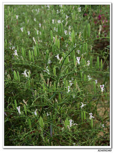 金鈕扣屬 金鈕扣屬