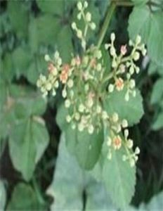 墨脫烏蘞莓 墨脫烏蘞莓