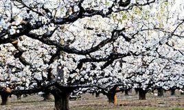 中國·寧陵梨花節 中國·寧陵梨花節