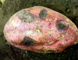 甘薯黑斑病 甘薯黑斑病