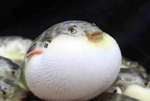 河豚[河魨的別稱]