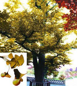 葉籽銀杏 葉籽銀杏