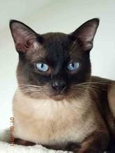 海豹重點色貓 海豹重點色貓